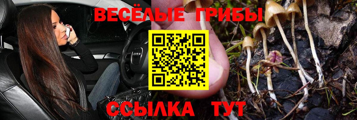 Псилоцибиновые грибы Psilocybine cubensis Кувандык